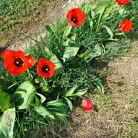 Evetes Prázdninový dům *